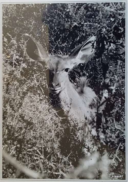 Black and White - Kudu Addo Park - Geoff Whiting Photography Print - On Mounting board