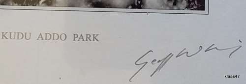 Black and White - Kudu Addo Park - Geoff Whiting Photography Print - On Mounting board
