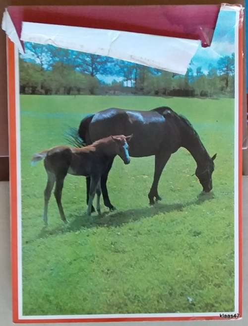 The Treasury of Horse - Hardcover - 145 Colour and Black and White photographs