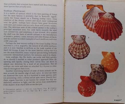 Seashells - S Peter Dance - Paperback