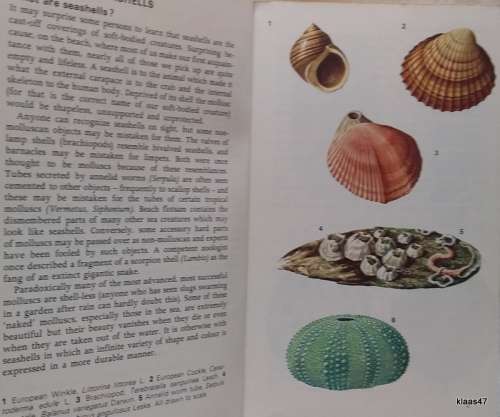 Seashells - S Peter Dance - Paperback