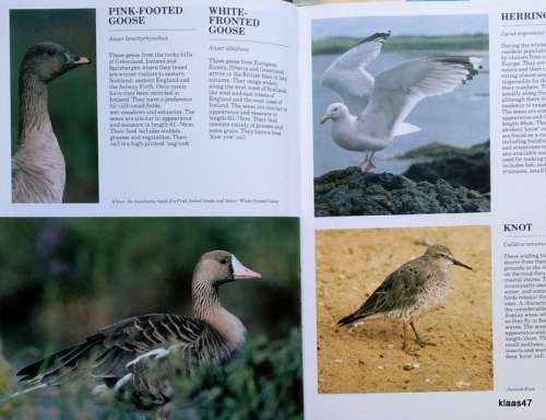 British Wild Birds - Brian Grimes - Hardcover 1982