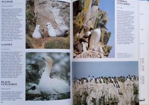 British Wild Birds - Brian Grimes - Hardcover 1982