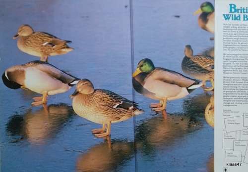 British Wild Birds - Brian Grimes - Hardcover 1982