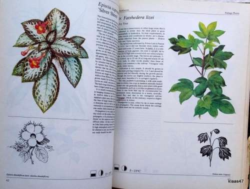 House Plants - Jiri Haager (Over 250 Plants for Indoors,Balconies etc) Hardcover (Damaged dust cover