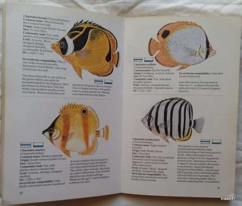 Popular Marine Fish for your Aquarium - Martyn Haywood - Paperback