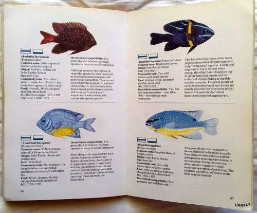 Popular Marine Fish for your Aquarium - Martyn Haywood - Paperback