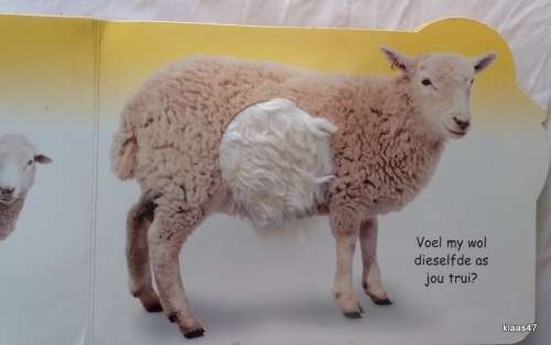 Eendjie en sy Maats - Vat, Voel en Se - Cardboard page Baby Book