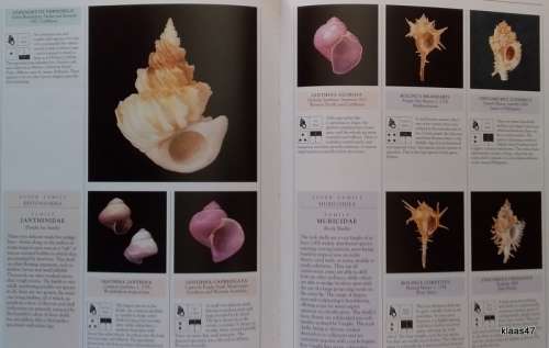 Illustrated Encyclopaedia of Shells - Kenneth R Wye - Hardcover