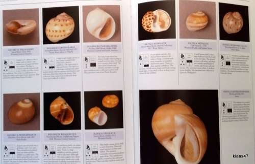 Illustrated Encyclopaedia of Shells - Kenneth R Wye - Hardcover