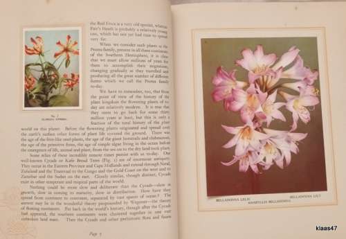 Our South African Flora: Cigarette Card Album - Complete with all cards.