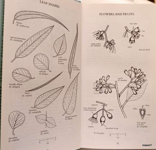 A Gardener`s Guide to Eucalypts - Ivan Holliday & Geoffrey Watton - Hardcover