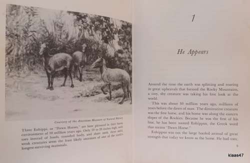 Dawn Horse To Derby Winner (The Evolution of The Horse) - Ann Crowell - Hardcover (ex Ref Lib)