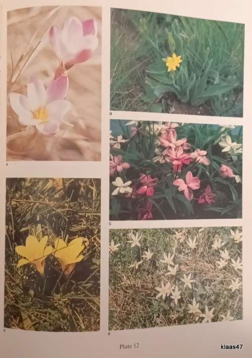 The Botany of the Southern Natal Drakensberg - OM Hilliard and BL Burtt - Hardcover