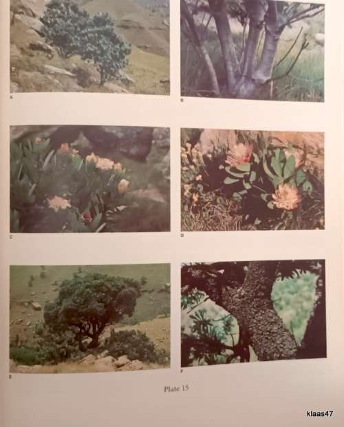 The Botany of the Southern Natal Drakensberg - OM Hilliard and BL Burtt - Hardcover