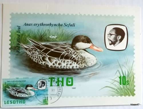 Lesotho - Birds - Postcard (Lesotho Philatelic Bureau Christmas Greetings)