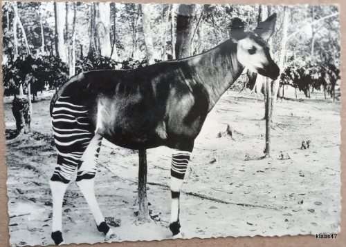 Post Card - Okapi (Belgian Congo) - Posted from Elizabethville to South Africa - 1959