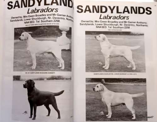 Our Dogs - W J Rasbridge - Paperback