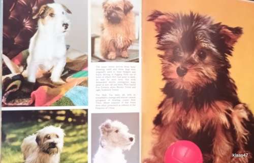 Nature Series: Puppies - Kathryn Spink - Hardcover