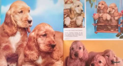 Nature Series: Puppies - Kathryn Spink - Hardcover