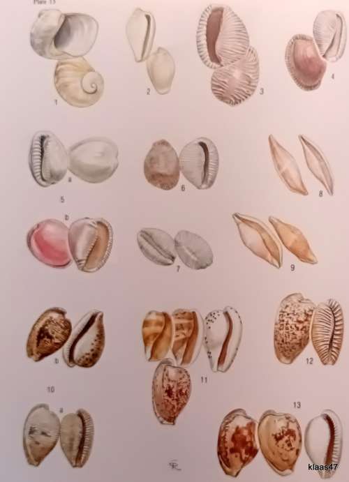 Sea Shells of Southern Africa - Richard Kilburn and Elizabeth Rippey - Hardcover 1982
