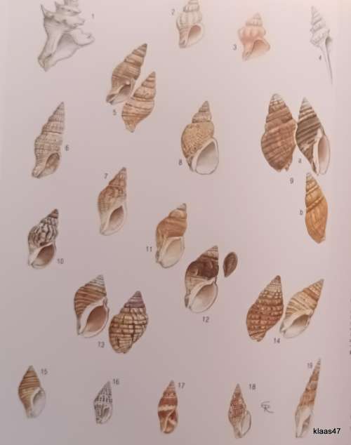 Sea Shells of Southern Africa - Richard Kilburn and Elizabeth Rippey - Hardcover 1982