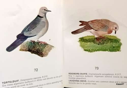 Sommige Beskermde Voels van Kaapland / Some Protected Birds of Cape Prov - 2nd Revised Ed 1972