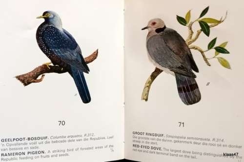 Sommige Beskermde Voels van Kaapland / Some Protected Birds of Cape Prov - 2nd Revised Ed 1972