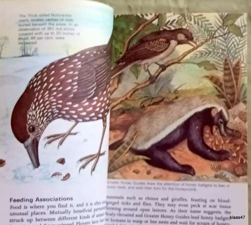 Bird Behaviour - John Sparks - Paperback
