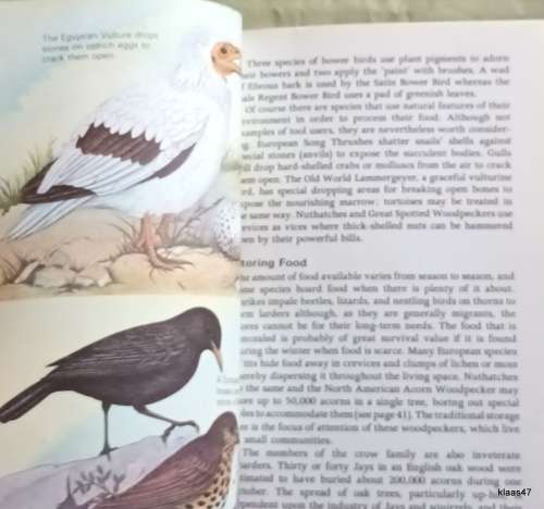 Bird Behaviour - John Sparks - Paperback