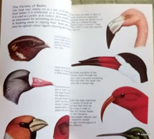 Bird Behaviour - John Sparks - Paperback