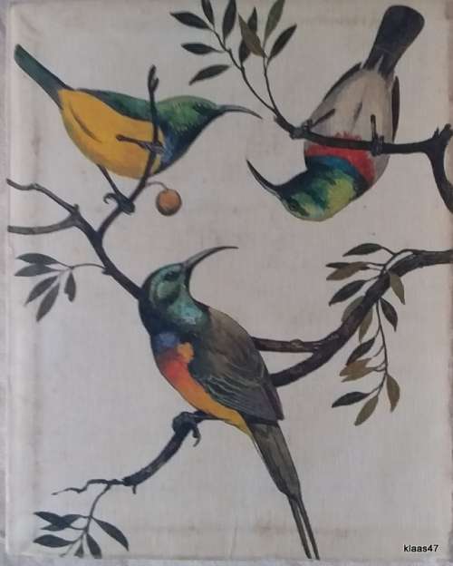 Some Protected Birds of the Cape Prov - Dept of Nature Conservation - 1972  2nd Rev Ed Bi-Lingual