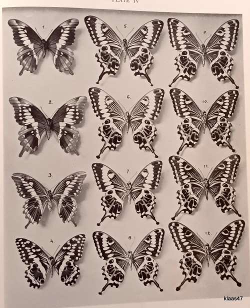The Butterflies of Southern Africa - Part 1 - G van Son - Hardcover 1949 Signed