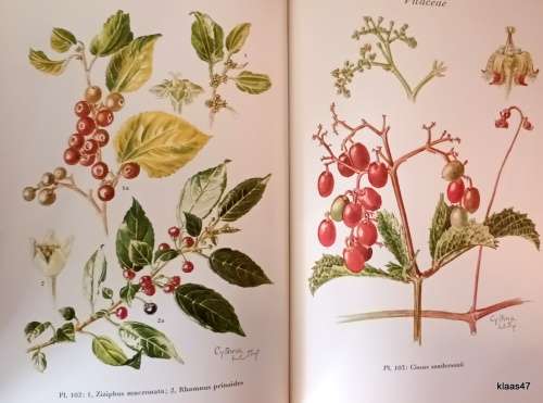 Wild Flowers of the Transvaal - Cythna Letty - Hardcover  1962