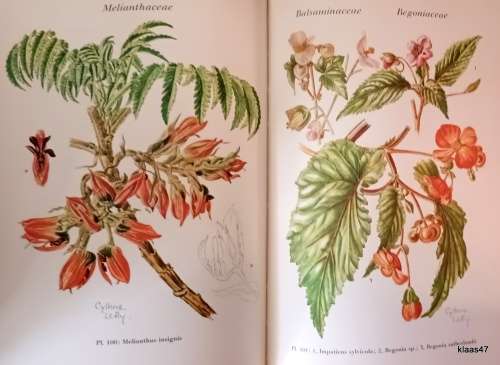 Wild Flowers of the Transvaal - Cythna Letty - Hardcover  1962