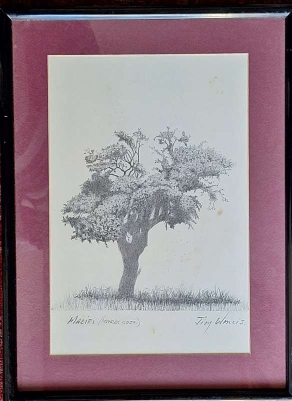 Framed Pencil Drawing of a Maziri (Hardekool) Tree by JimWallis