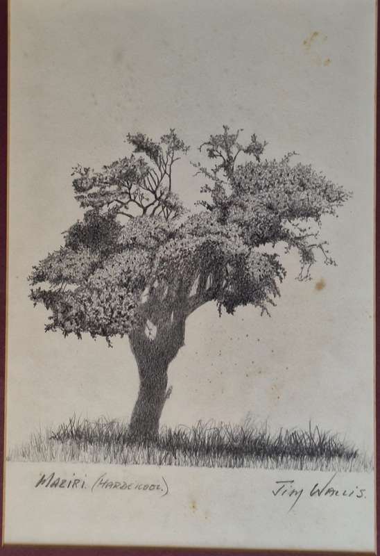Framed Pencil Drawing of a Maziri (Hardekool) Tree by JimWallis