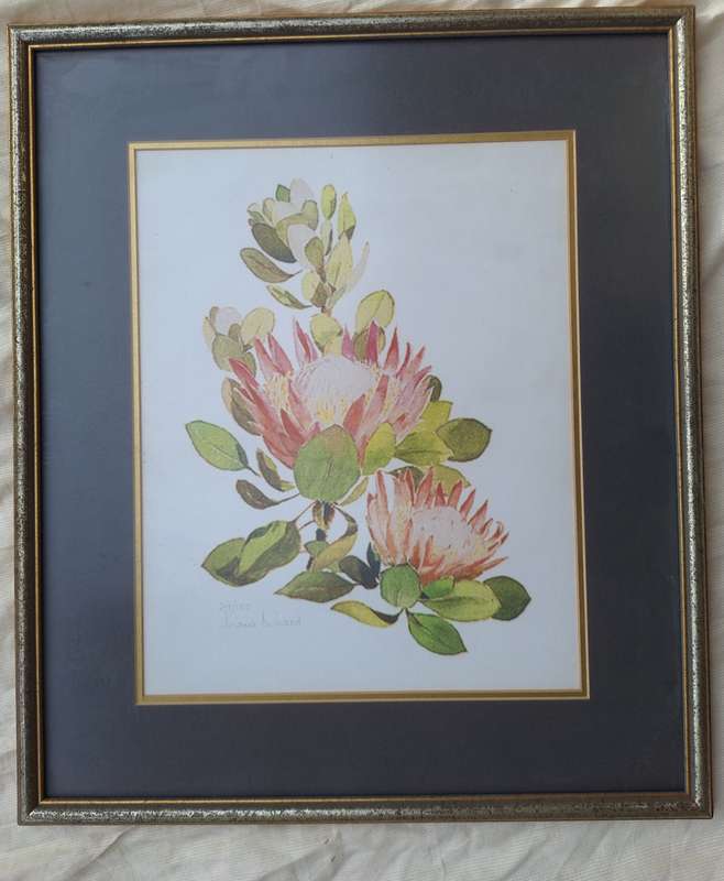 FRAMED PRINT 29/100 OF PROTEAS by DIANA WOOD