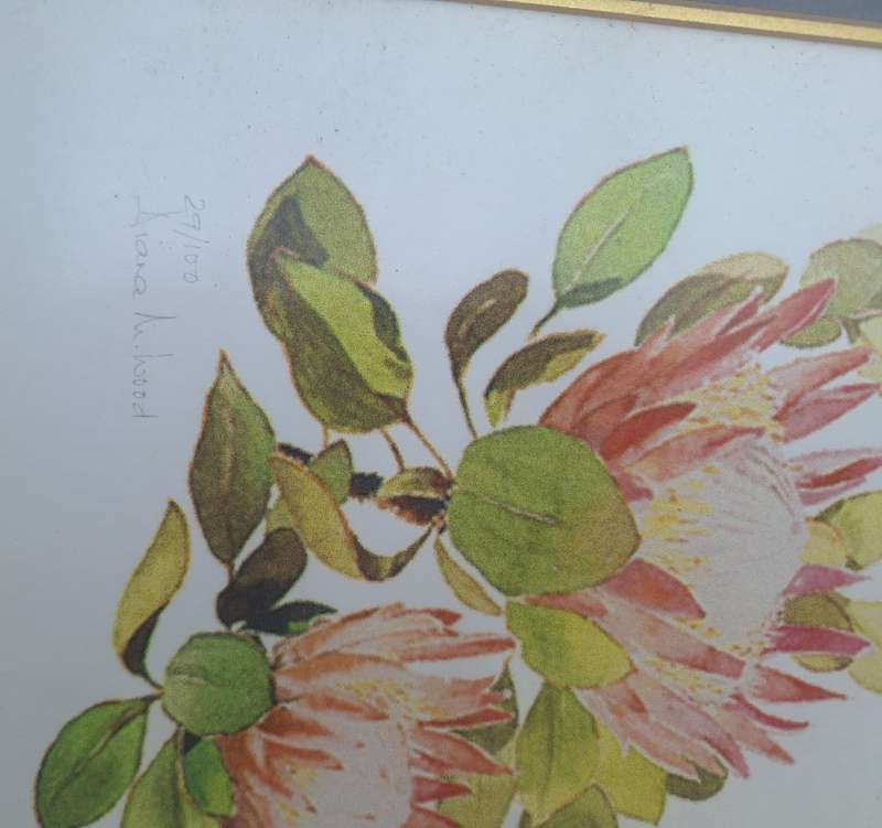 FRAMED PRINT 29/100 OF PROTEAS by DIANA WOOD
