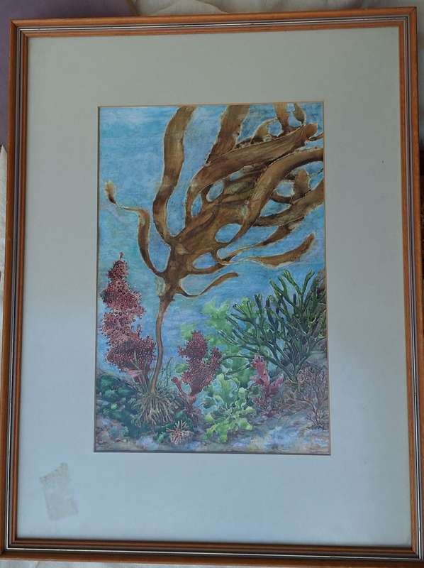 Framed Unsigned Watercolour Under the Sea