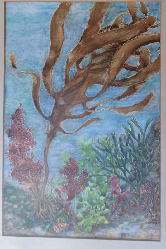 Framed Unsigned Watercolour Under the Sea