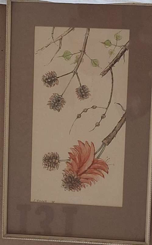 Framed Watercolour of Coral Tree by L Venter