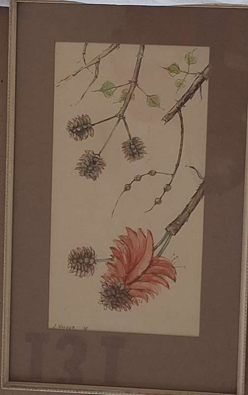 Framed Watercolour of Coral Tree by L Venter