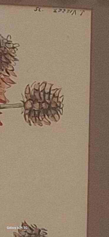 Framed Watercolour of Coral Tree by L Venter