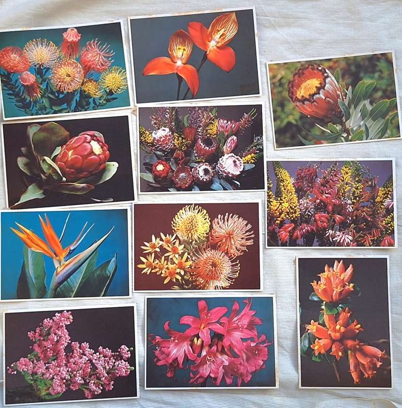 11 Post Cards of South African Flora by Art Publishers and Arthur English Prints