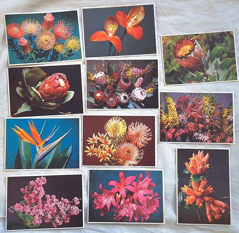 11 Post Cards of South African Flora by Art Publishers and Arthur English Prints