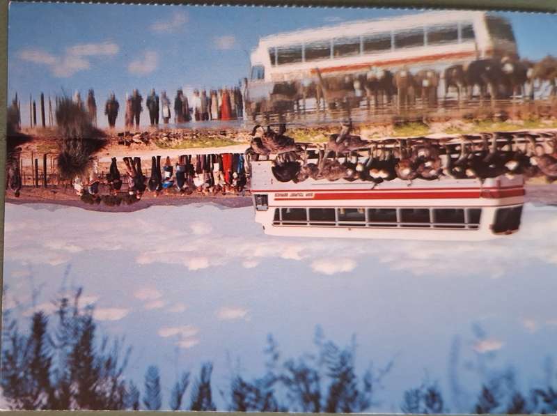 SAR Travel Bureau SAS-Reisburo Post Card of Ostrich Farm near Oudtshoorn