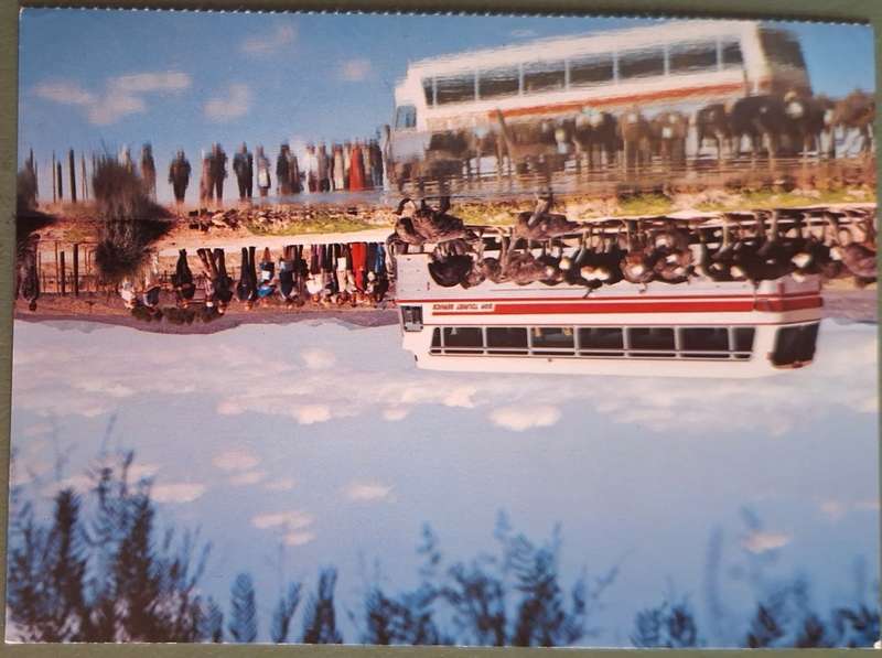 SAR Travel Bureau SAS-Reisburo Post Card of Ostrich Farm near Oudtshoorn