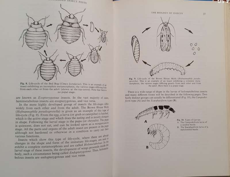 Household Insect Pests by Norman E Hickin Hardcover