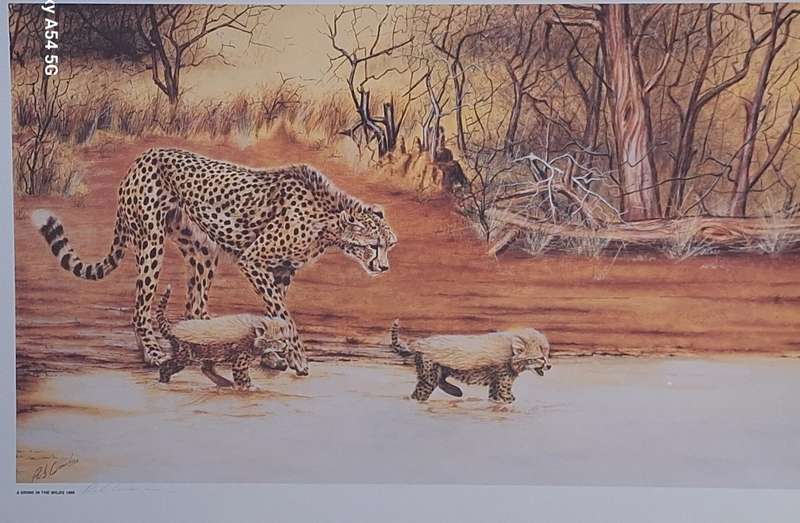 Unframed Signed Print A Drink in the Wilds 1986 (Cheetah) by Rob Crombie